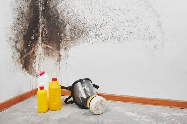 Best Preventive Mold Services in Bedford, IN