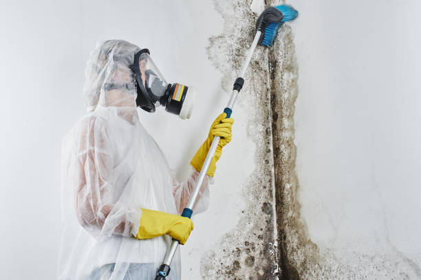 Best Crawl Space Mold Remediation in Bedford, IN