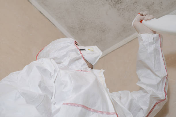 Best White Mold Remediation in Bedford, IN