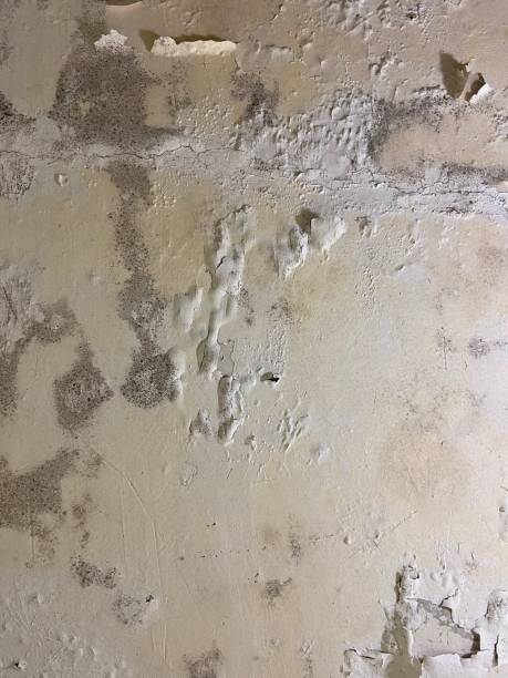 Best Insurance-Related Mold Remediation in Bedford, IN