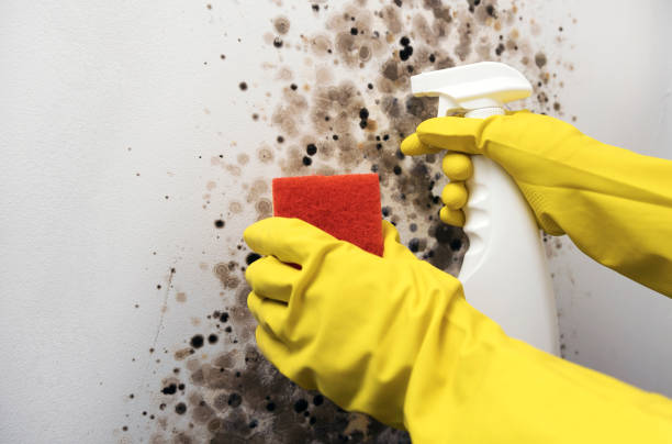 Best Bathroom Mold Remediation in Bedford, IN